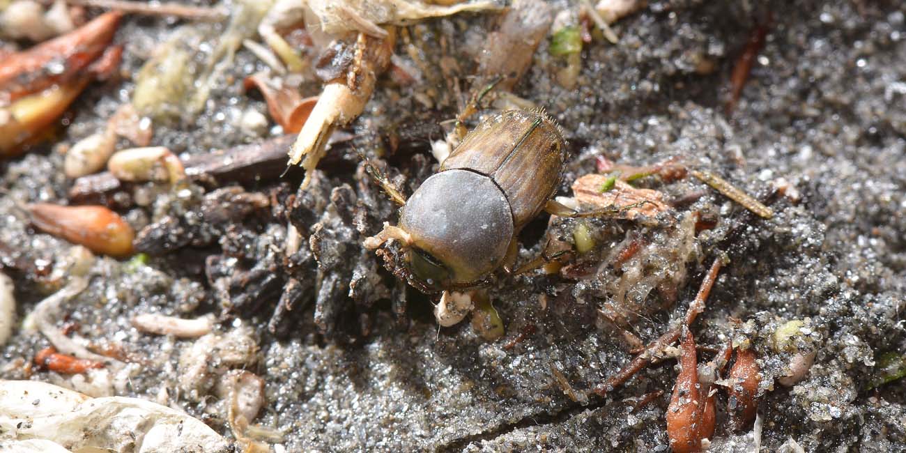 Scarabaeidae, Euoniticellus fulvus